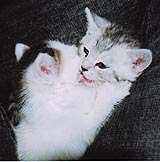 三田先生を見習って載せてみました。かわいいでしょ(高橋談) 三田先生を見習って載せてみました。かわいいでしょ(高橋談)